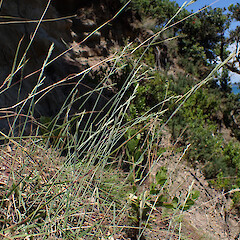 Anthosachne kingiana subsp. multiflora